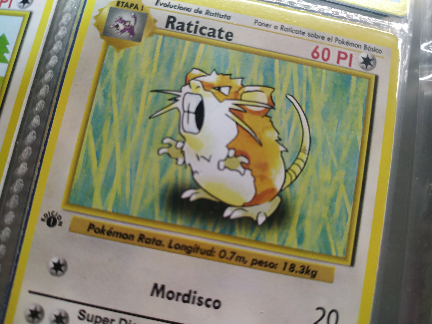 Carta Raticate Edición 1